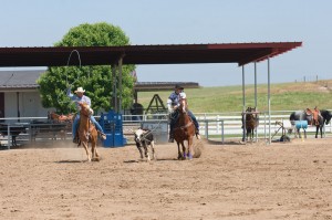 How to Become a Professional Team Roper