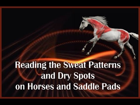 Jochen Schleese Saddle Fitting Tip – Reading the Sweat Pattern and Dry Spots