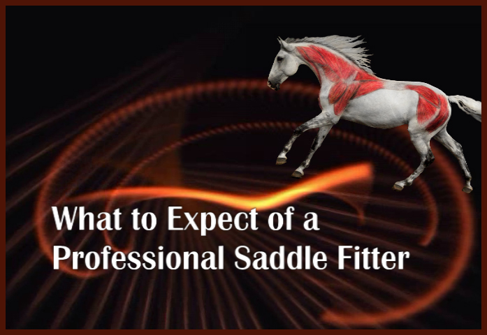 Jochen Schleese Saddle Fitting Tip – What to Expect of a Professional Saddle Fitter
