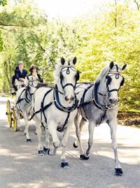 Tradition Continues at Devon Horse Show and Country Fair with 50th Carriage Pleasure Drive