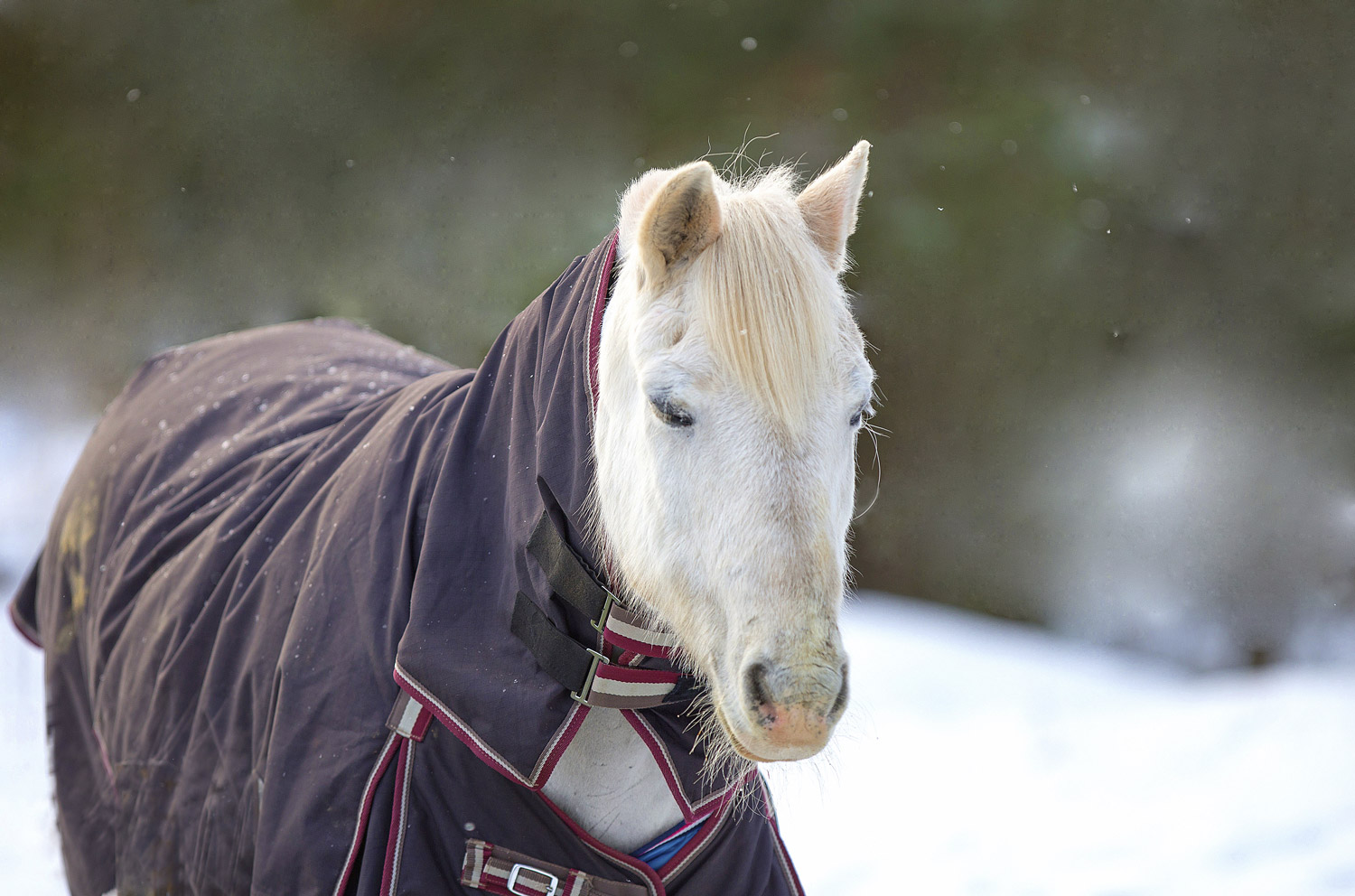 Keeping Horses Comfortable During Winter Travel