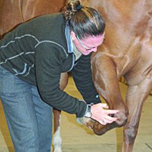 How to Detect Lameness in Horses