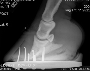 Laminitis in Horses: Closing In on Better Care