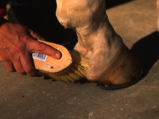 Laminitis: The First 48 Hours