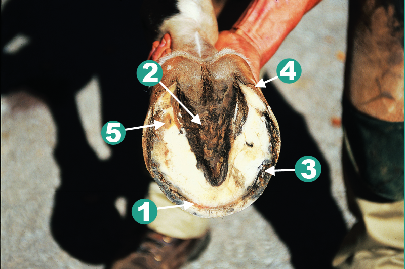 Learn To “Read” Your Horse’s Hooves