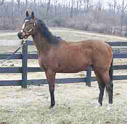 Meet the Ky. Equine Humane Center’s Adoptable Horse of the Week: Locket’s Charm.