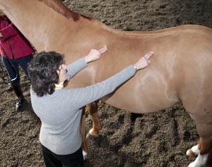 Relieve Your Horse’s Back Tightness with Massage