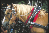 Looking for a horse? Consider a Draft Horse