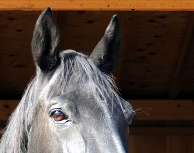 Managing a Hearing-Impaired Horse