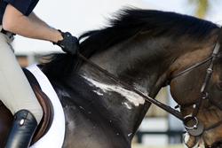 Managing Anhidrosis in Horses