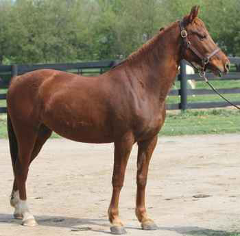 Meet the Kentucky Equine Humane Center’s Adoptable Horse of the Week: Markey