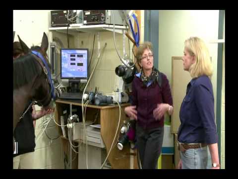 Media Critique: Advanced Equine Studies – The Horse’s Respiratory System