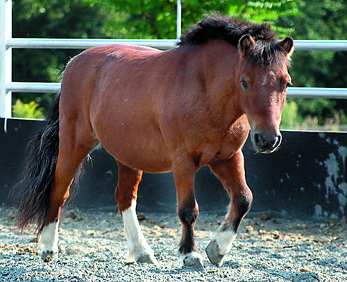 Miniature Horses Require Full-Size Care