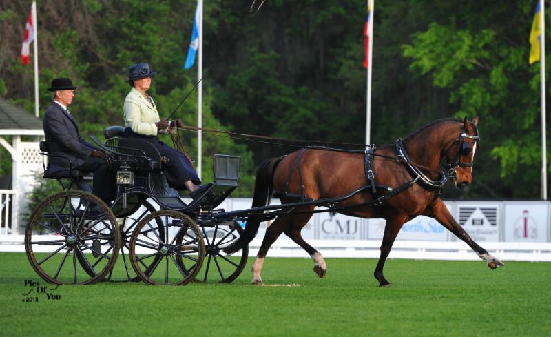 Morgan Seeking Top Finish at the 2015 FEI World Driving Championships for Ponies