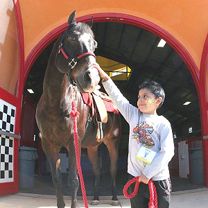 American Quarter Horses Used in Equine Therapy