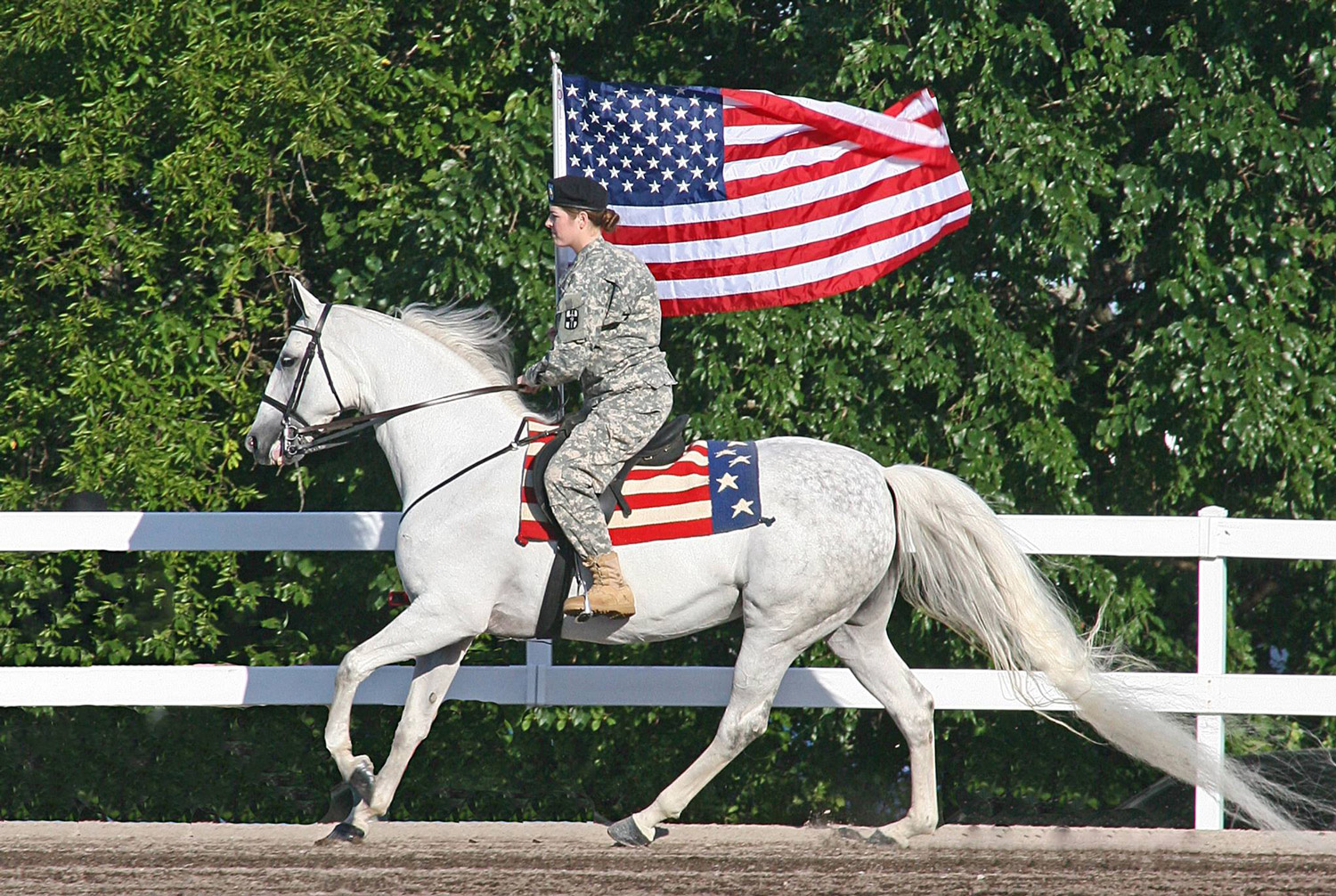 Mutual Healing for Veterans and Rescue Horses