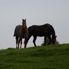 Nature Meets Nurture: Management Schemes Designed for Equines