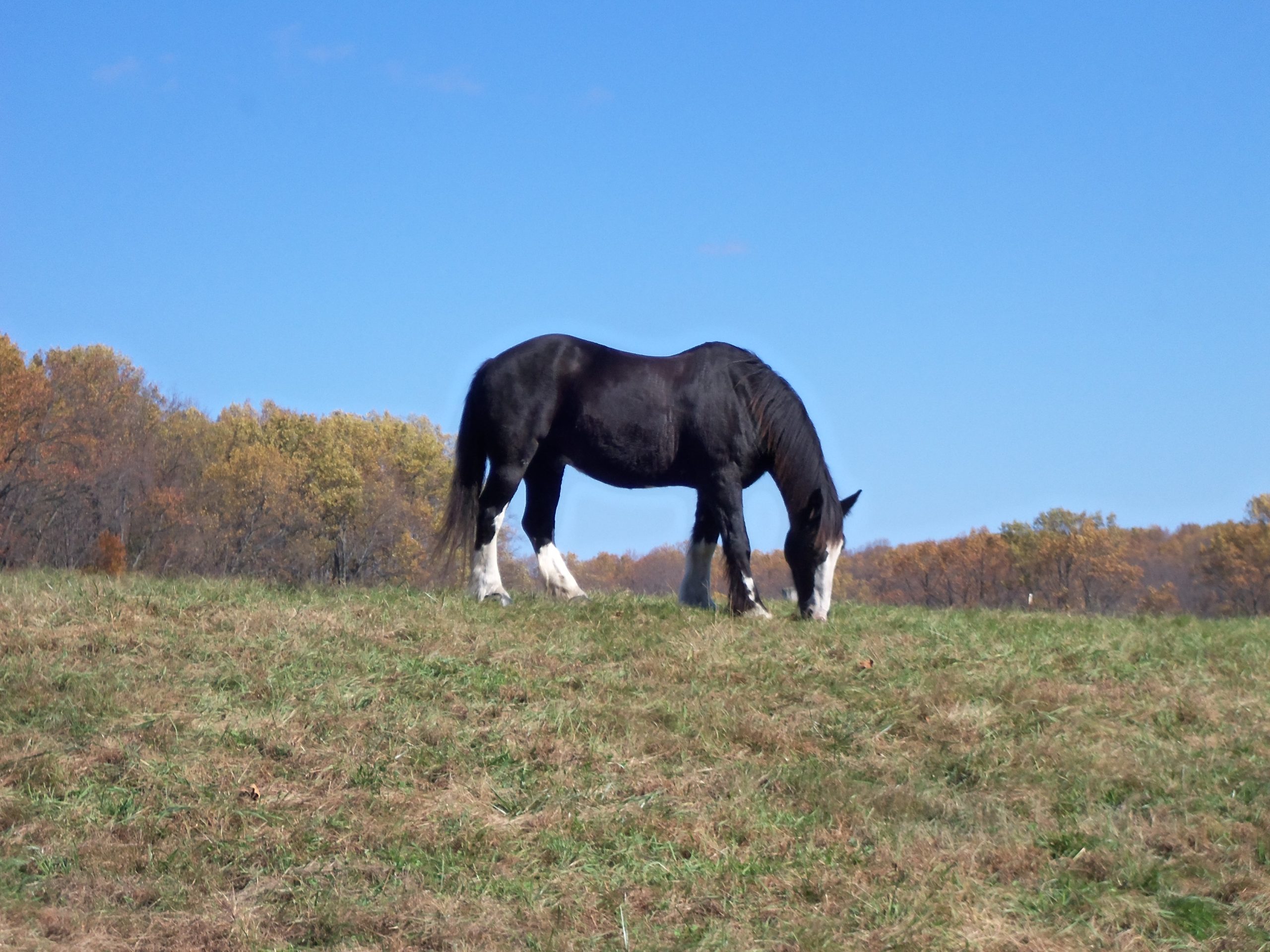 New Year’s Resolutions for Horsekeepers