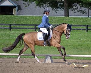 A New Crop of Champions Crowned at National Dressage Pony Cup in Kentucky