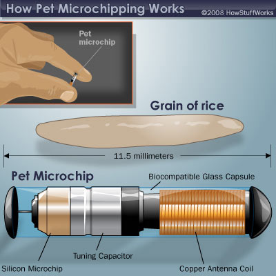 Equine Microchips And Me