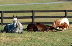 Is Your Horse Sleep Deprived?