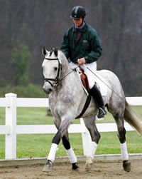 Sport Horse Stallion Performance Test