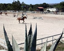 Strength Is So Important In Horse Training