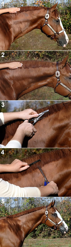 Trimming Tips for Banded Manes