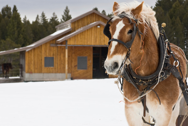 Five Essential Energy Saving Tips for Equine Facilities