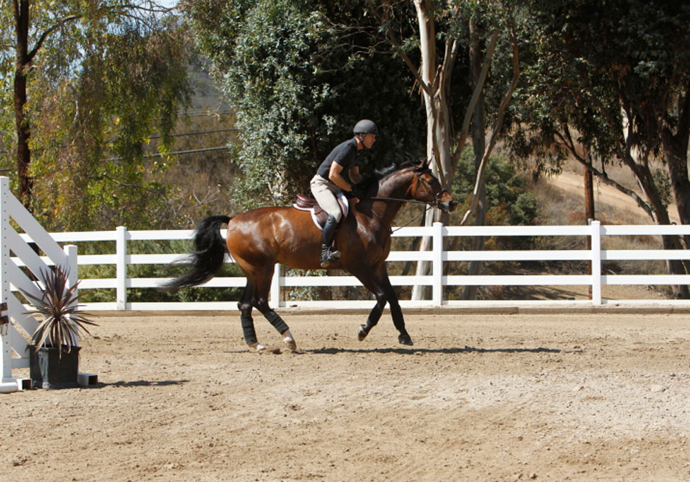 Pick the Perfect Pace for your Horse