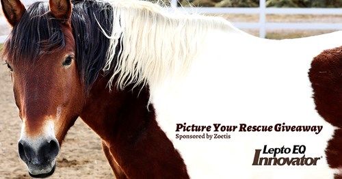 Picture Your Rescue Giveaway Now Open for Equine Rescues