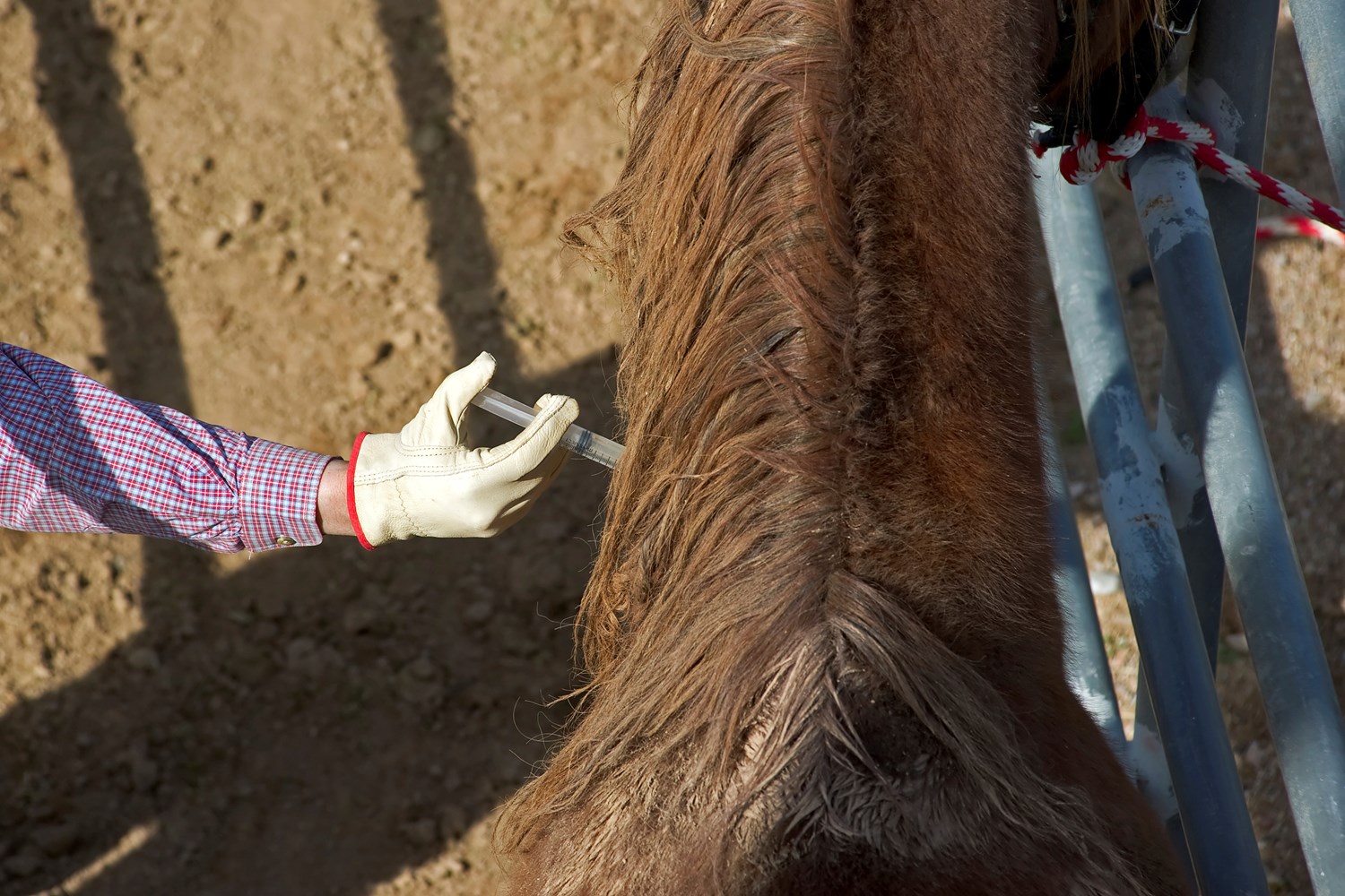 Plan Your Horse’s Vaccination Schedule