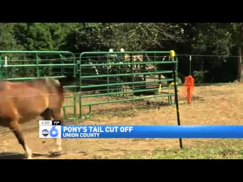 Equine Vandalism – Cutting Off Manes and Tails