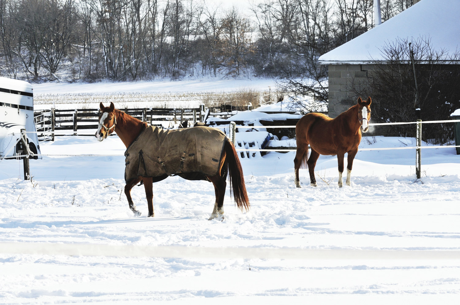Preparing Your Older Horse for Winter