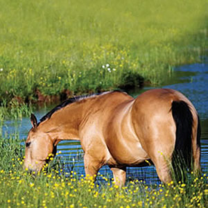 Preventing Heat Stress in Horses
