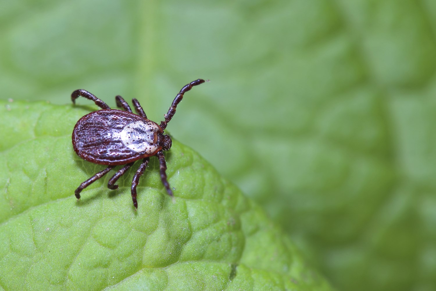 Reduce the Risk of Lyme Disease