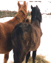 Whispering Hills Horse Rescue