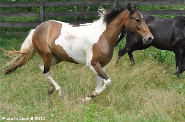 Rescue Horses – Tell Us: Would You Ever Purchase One’