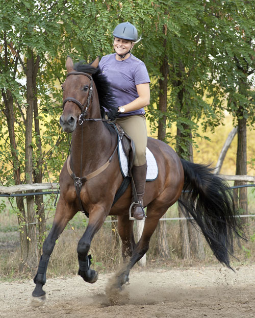 The Cutaneous  Trunci Muscle Reflex in Horses