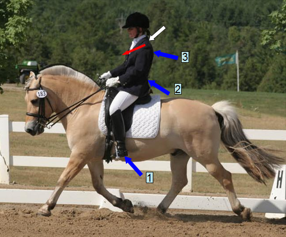 Rider Fitness Tip of the Month: Fixing Riding Posture – Riders with Rounded Shoulders
