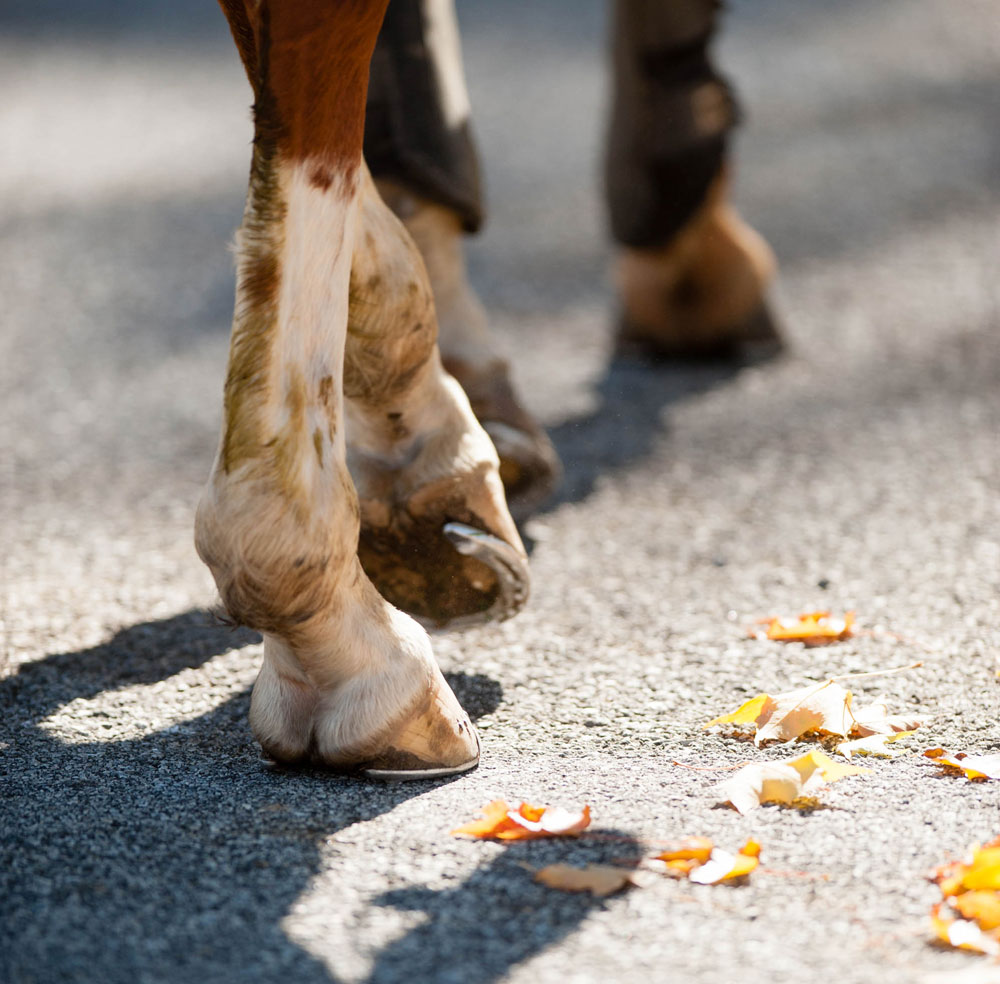 Roadwork: Is it Good or Bad for Your Event Horse?