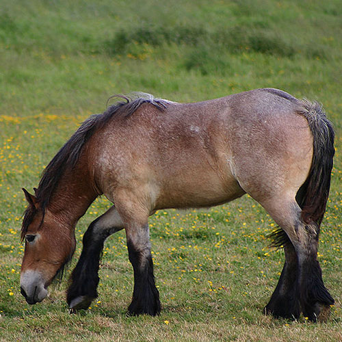 What Exactly is a Roan Horse?