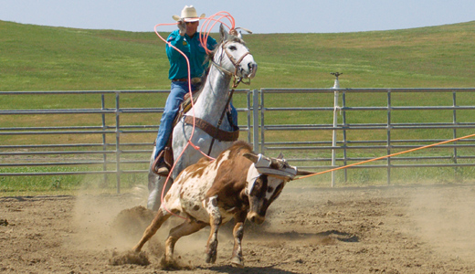 Roping for a Living: A 24/7 Job