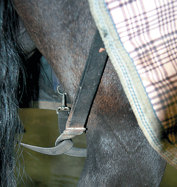 Blanket Leg Straps - Horse Tack & Supplies