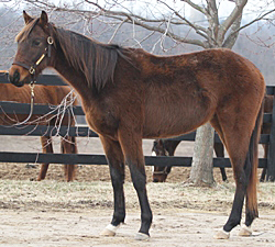 Meet the Kentucky Equine Humane Center’s Adoptable Horse of the Week: Sammy