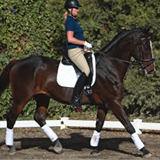 School the Trot in a Running Martingale
