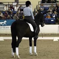 What to Look for in a Dressage Horse
