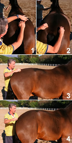 Strengthen Your Horse’s Back with Belly Lifts