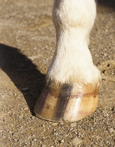 When to worry about a hoof crack