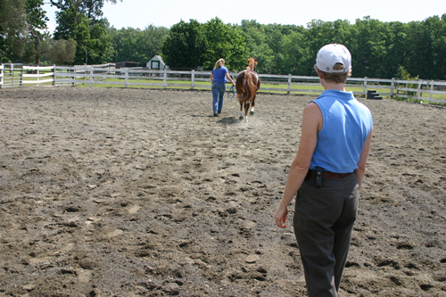 Subtle signs of lameness in horses